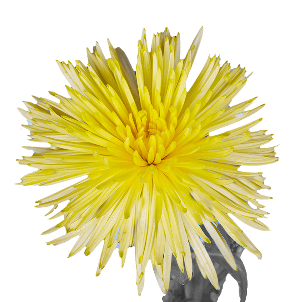 Qty of Yelllow Fuji Spider Mums For Delivery to Faqs.Html, Indiana