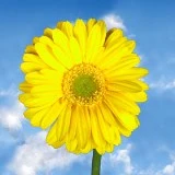 GET-YELLOW