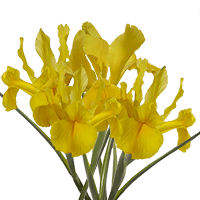 (QB) Iris Nevada Yellow 200 For Delivery to Sioux_Falls, South_Dakota