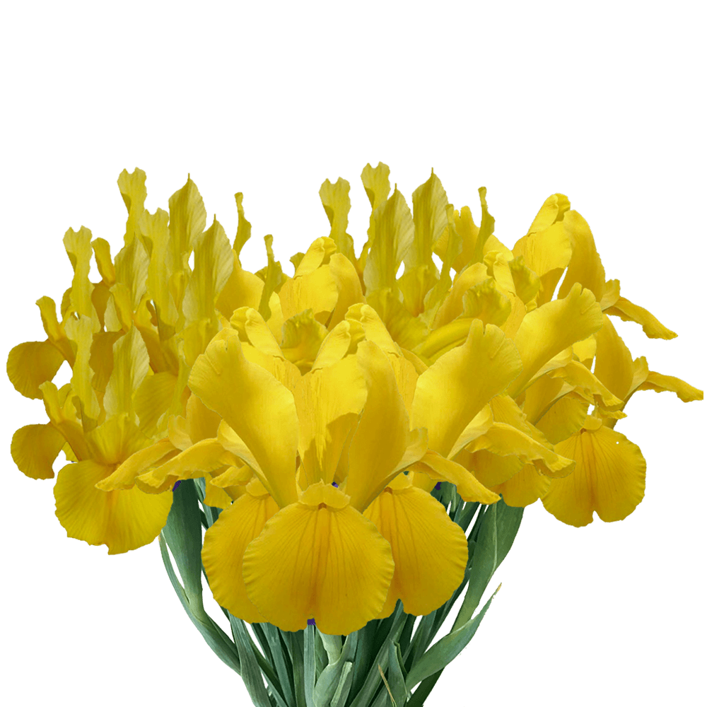 Iris Nevada Yellow Qty For Delivery to Olathe, Kansas