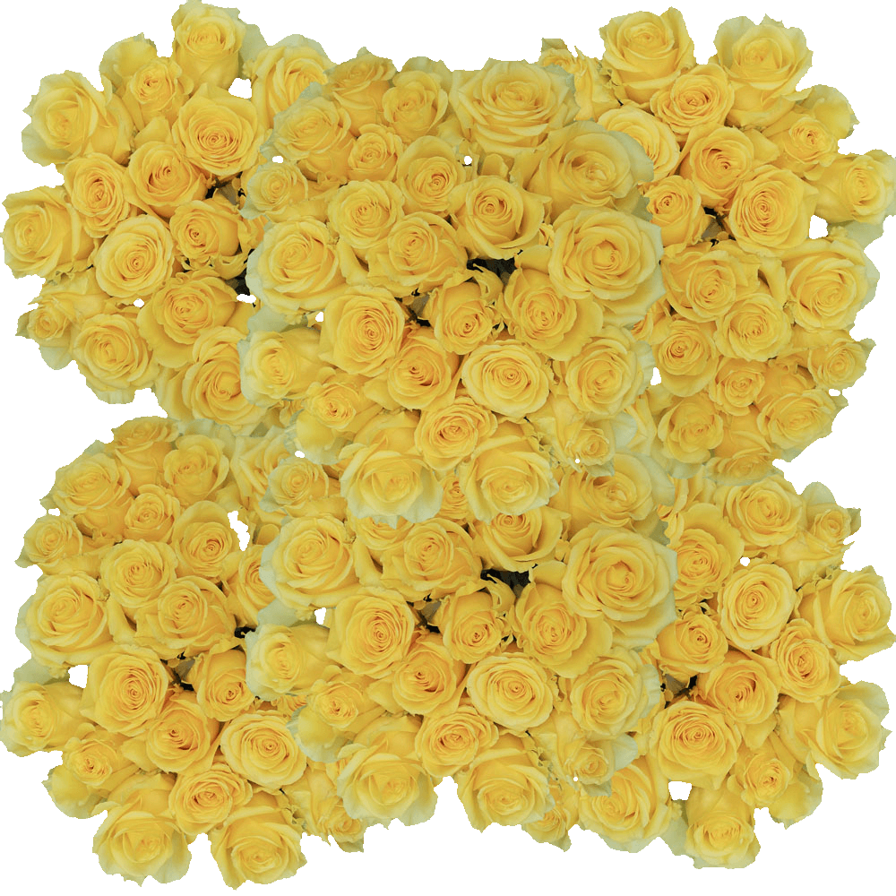 Yellow King Roses For Sale