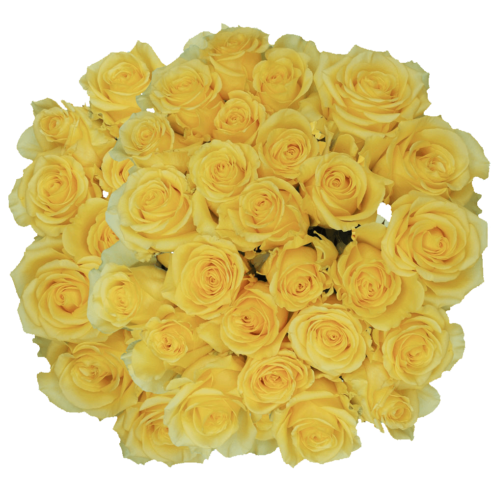 Yellow King Roses Fresh Cut Flowers