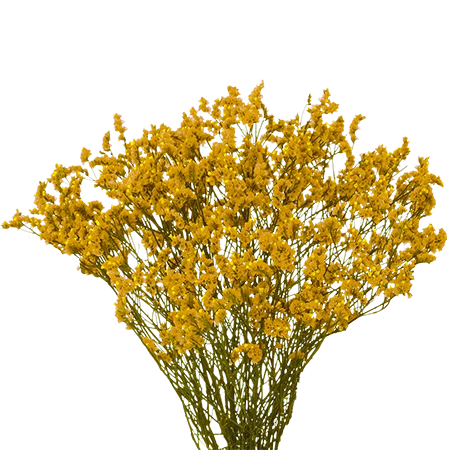 YELLOWLIMONIUM