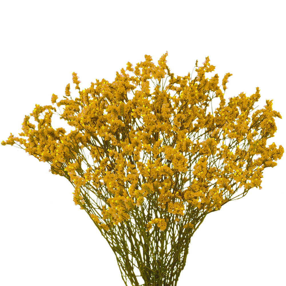 Qty of Tinted Yellow Limonium Flowers For Delivery to Mankato, Minnesota