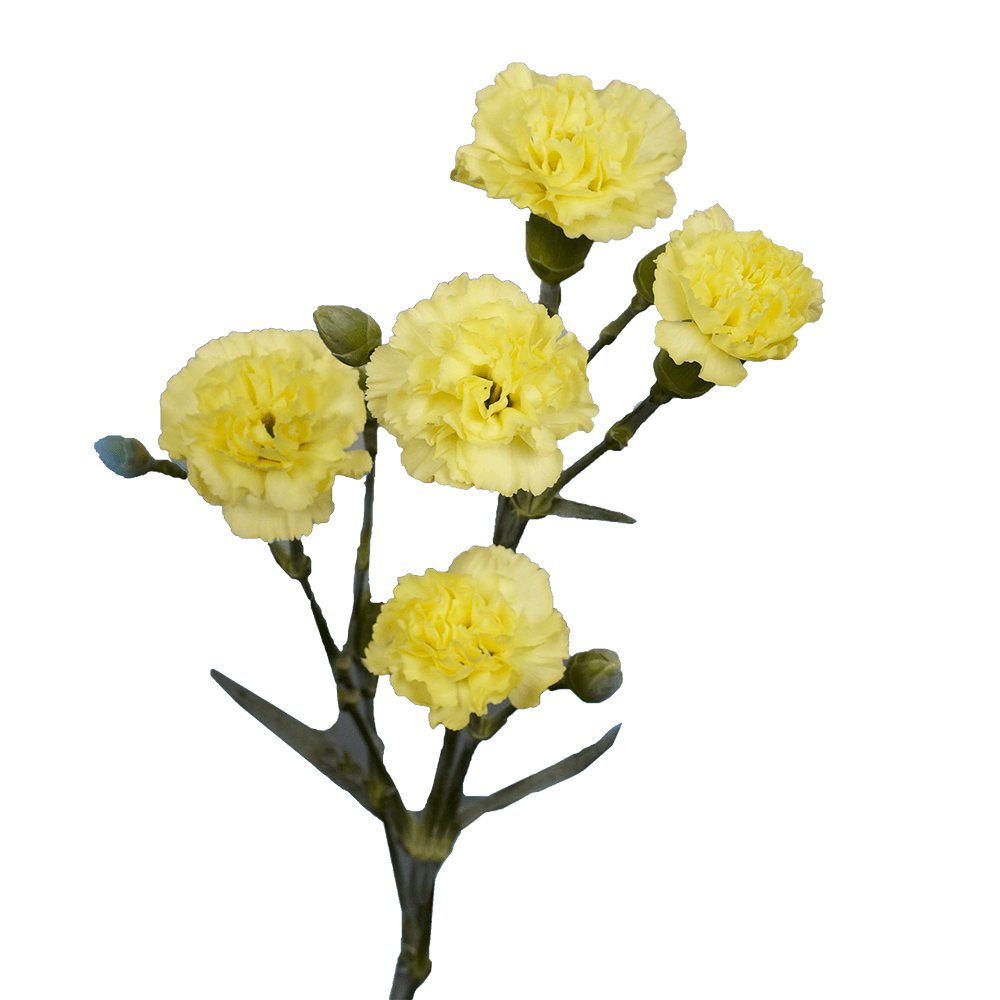 Yellow Mini Carnations Cheap