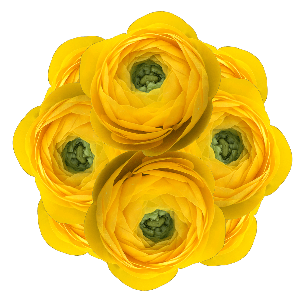 Yellow Ranunculus Bulbs Wholesale Delivery