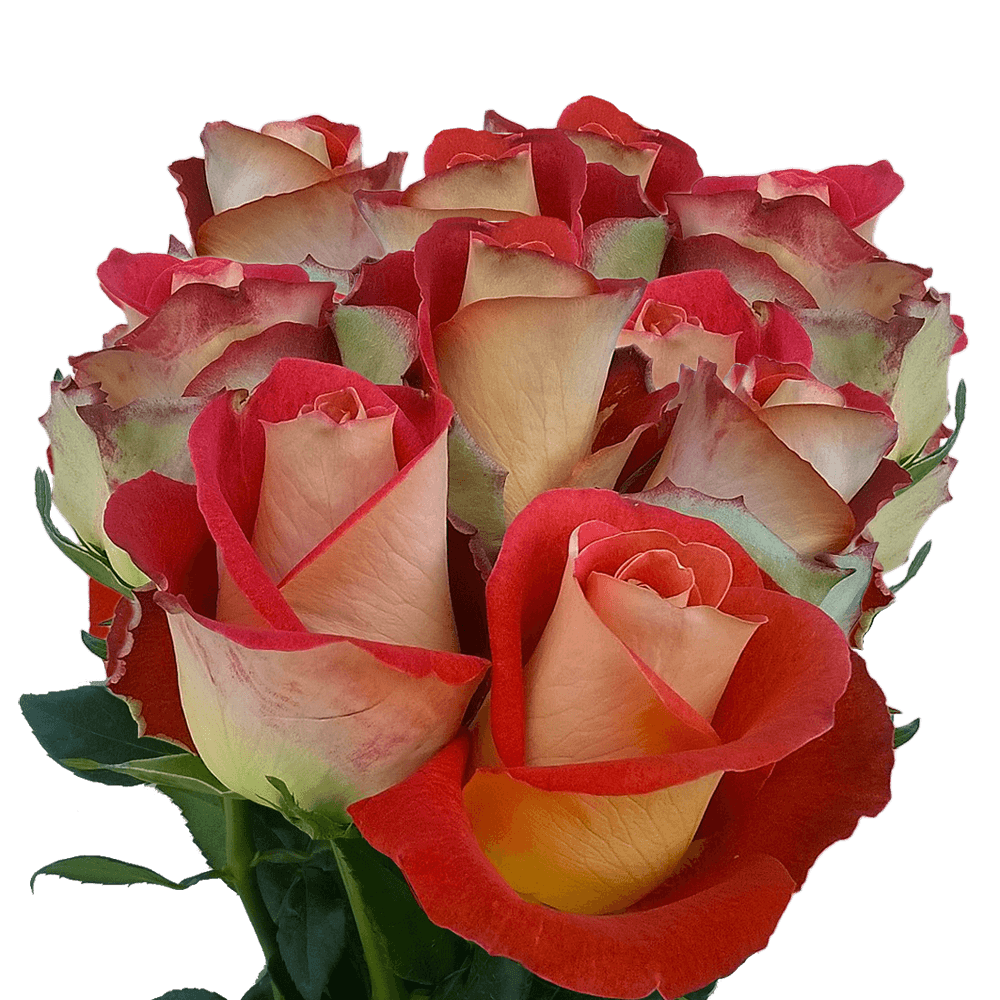 (QB) Rose Long Sunset For Delivery to Faqs.Html, South_Carolina