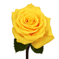 Qty of Yellow Gold Star Roses For Delivery to Monroe, North_Carolina