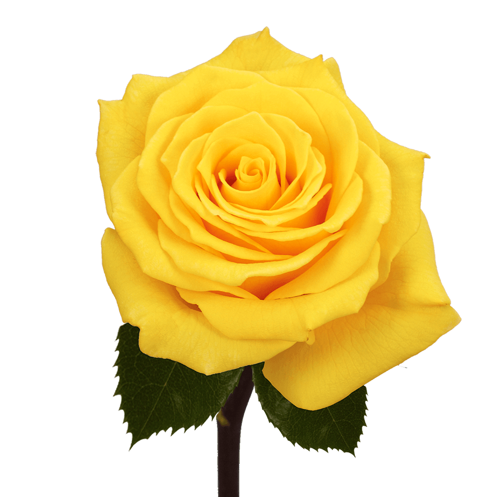 Qty of Yellow Gold Star Roses For Delivery to Prescott_Valley, Arizona