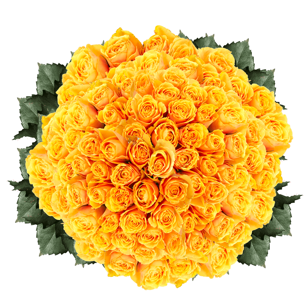 Yellow Roses Euforia Roses Wholesale to the Public