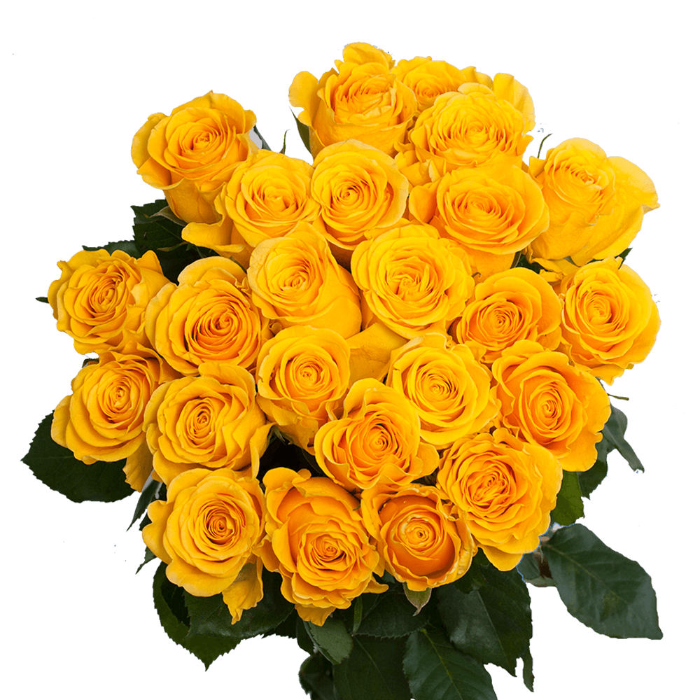 Yellow Roses for DIY Bouquets Bright Yellow Roses