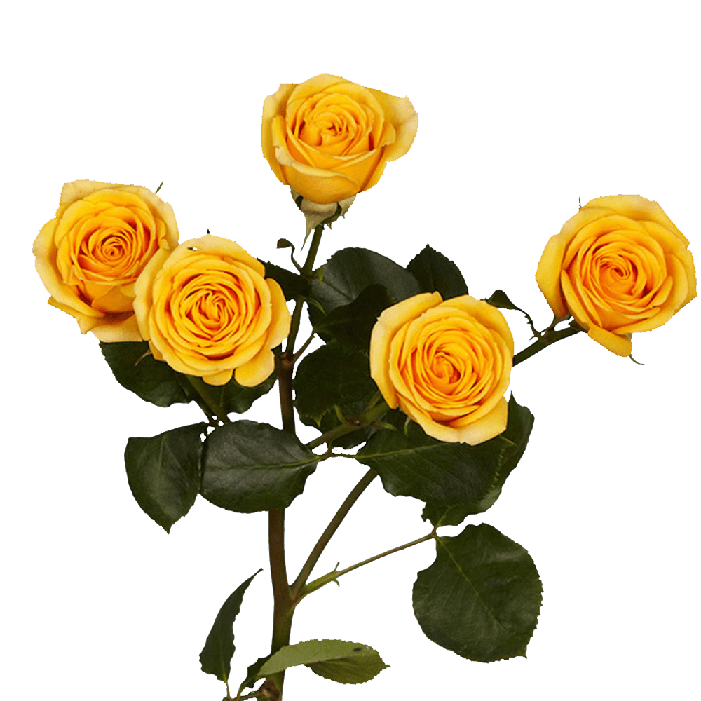 Yellow Spray Roses Flowers