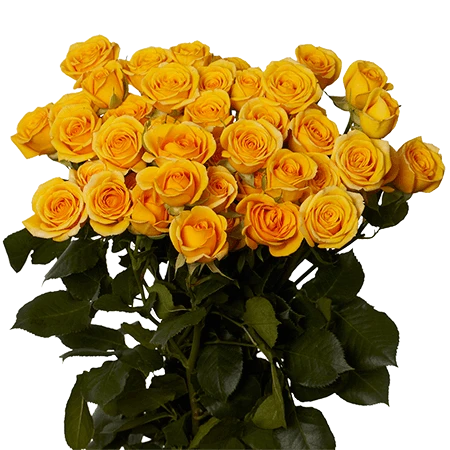 SRS-YELLOW