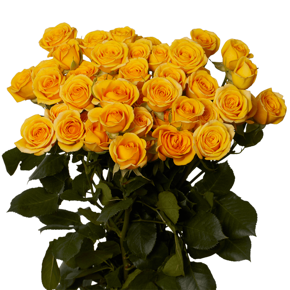 Qty of Yellow Spray Roses For Delivery to Dover, Delaware