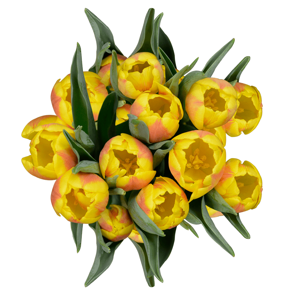 Qty of Yellow Tulips For Delivery to Nazareth, Pennsylvania