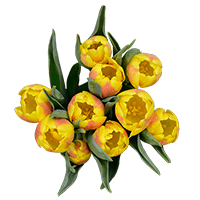 (OC) Tulip Flowers Yellow 30 stems For Delivery to Concord, North_Carolina