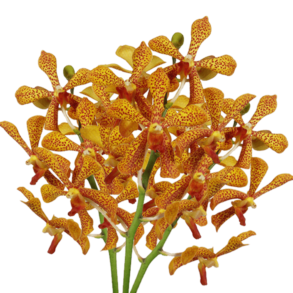 Qty of Pannee Mokara Orchids For Delivery to Wheeling, West_Virginia