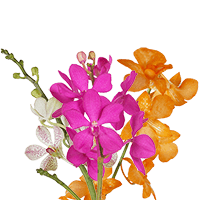 Orchids Your Choice 80 Stems (QB) For Delivery to Illinois