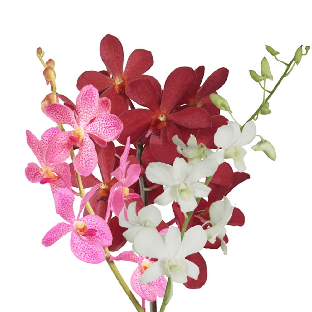 Your Choice Orchids Online Free Flower Delivery