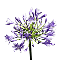 (QB) Agapanthus 10 Bunches For Delivery to Vancouver, Washington