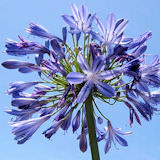Agapanthus Flowers