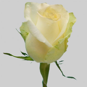 50 to 250 Alpe D'Huez White Roses
