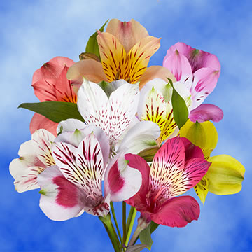 Alstroemeria Sel Assorted 3 (OC) [Include Flower Food] (OM)