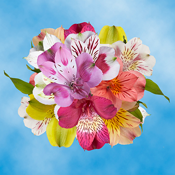 30 Cheap Alstroemerias Flowers