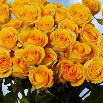 Anniversary Yellow Spray Roses Flowers | GlobalRose