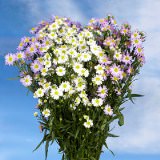 Aster Flowers