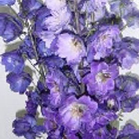 Qty of Assorted Delphinium Hybrid For Delivery to Hot_Springs_National_Park, Arkansas
