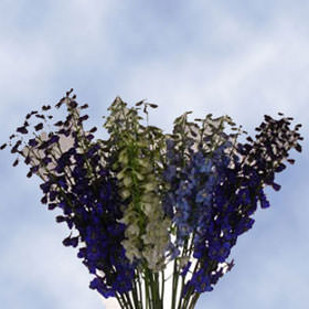 Qty of Assorted Delphinium Volken For Delivery to Bellingham, Washington