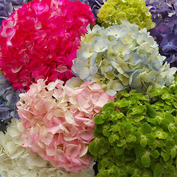 Assorted Hydrangea Premium Flowers Online Delivery | GlobalRose