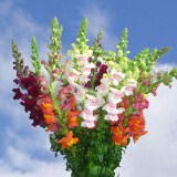 Snapdragons Flowers