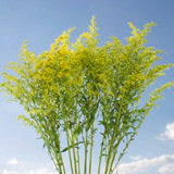 Aster Solidago Flowers