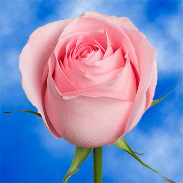 Global rose coupon code