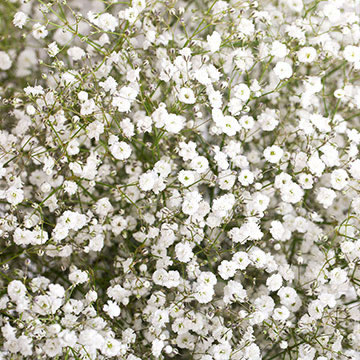 Babys Breath Flowers For Sale Express Delivery | GlobalRose