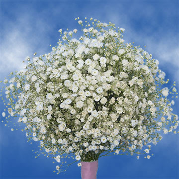 Gypso (QB) [Include Flower Food] (OM)