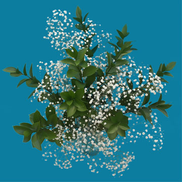 Babys Breath For Bulk Prices Flower Delivery Global Rose Babys Breath For Bulk Prices Flower Delivery