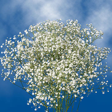 Baby's Breath Fresh Gypsophila Flowers | GlobalRose