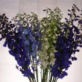 (QB) Delphinium Volken Assorted 12 Bunches For Delivery to Fort_Worth, Texas