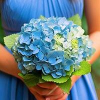 (BDx10) 3 Bridesmaids Bqt Blue Hydrangea For Delivery to Harrison, Arkansas