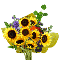 (QB) European Bqt Sunflowers 4 Bunches (12 stems) For Delivery to Newburyport, Massachusetts