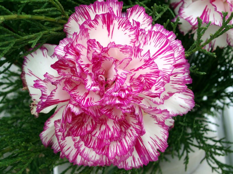 Beautiful Purple Carnation Bridal Bouquet Global Rose Color Tones For All Bridal Carnation Bouquets May Vary Due To The Computer Monitor And Or Mother Nature