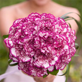 (DUO) Bridal Bqt Purple Carnations For Delivery to Valparaiso, Indiana