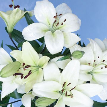 Beautiful White Asiatic Lilies | GlobalRose