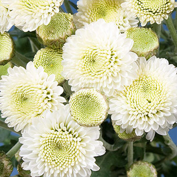 Beautiful White Chrysanthemum Button Flowers | GlobalRose