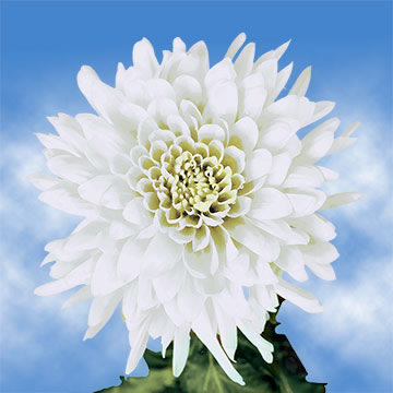 white meaning roses of Disbud Chrysanthemum  Beautiful  White GlobalRose Flowers