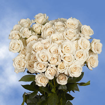 Beautiful White Spray Roses 