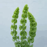 Bells of Ireland Flowers